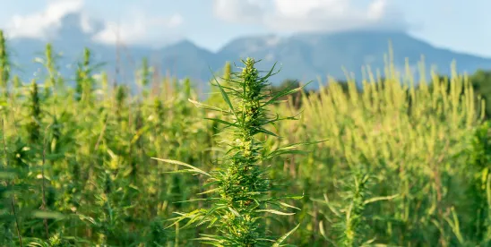 CMMI Launches Program Allowing Participants to Offer Hemp Product